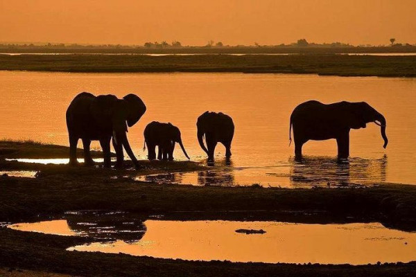 Full Day Chobe National Park Big 5 Safari